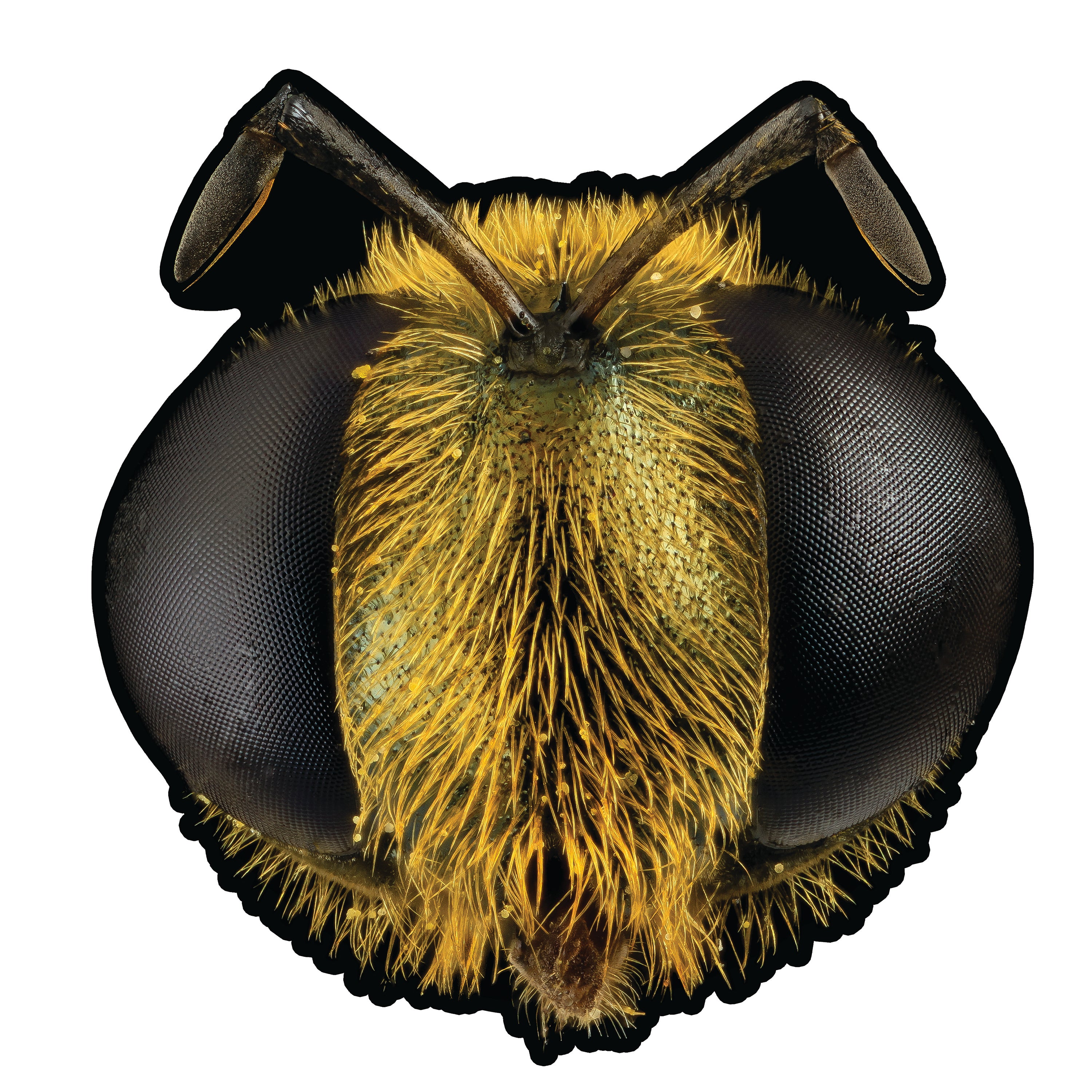 Big Fig Wasp (Bootleg By Having Fun Records) Side A