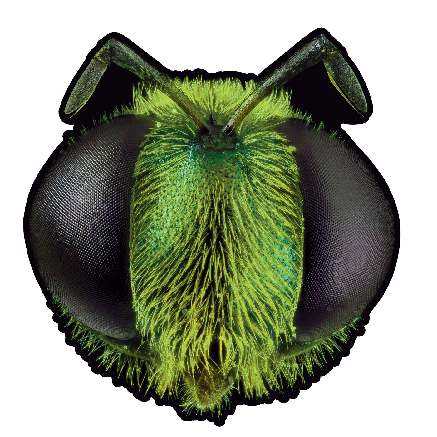 Big Fig Wasp (Bootleg By Having Fun Records) Side B