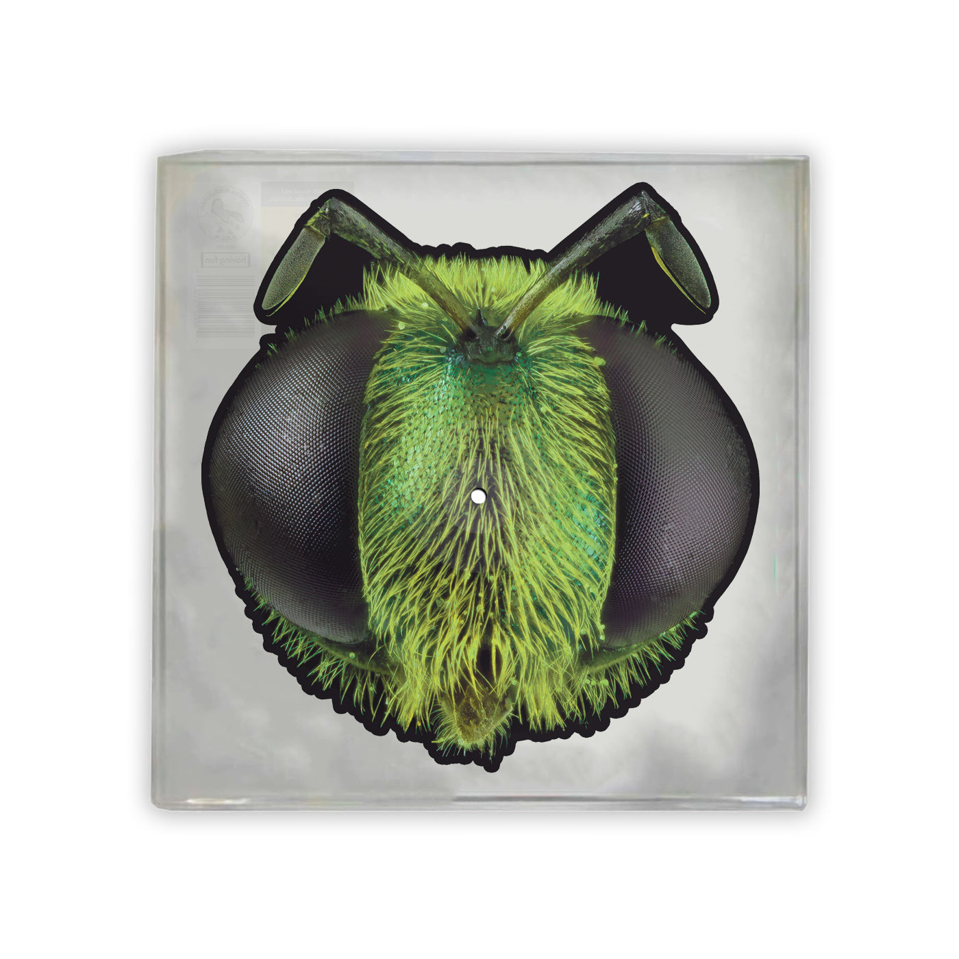 Big Fig Wasp (Bootleg By Having Fun Records) Back